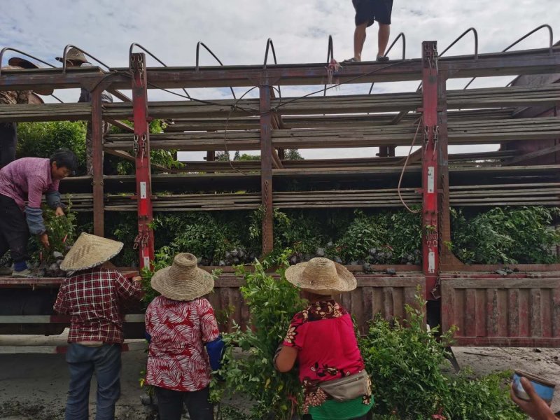 藤蔓月季成都基地批发现货供应