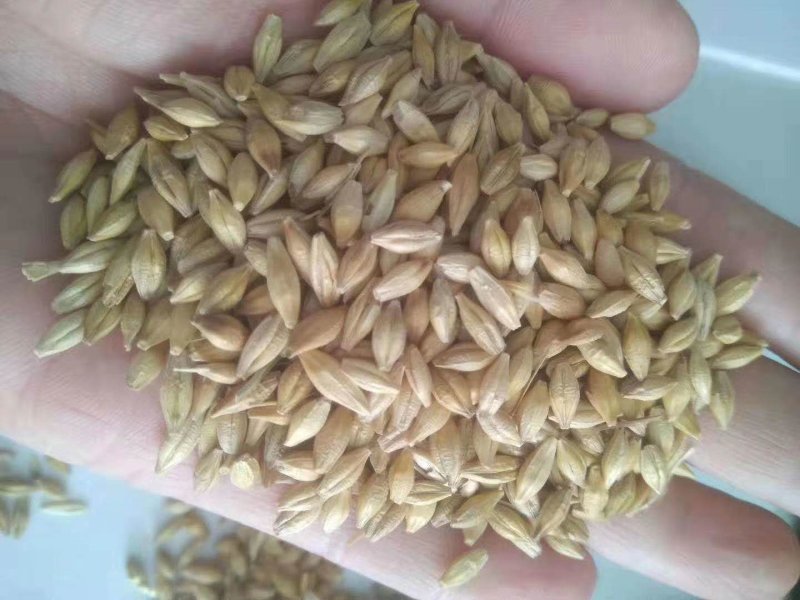 优质大麦颗粒饱满无尘无霉