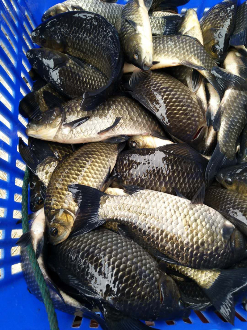 鲫鱼、麻鲫、香云鲫、品相好、质量好、欢迎咨询