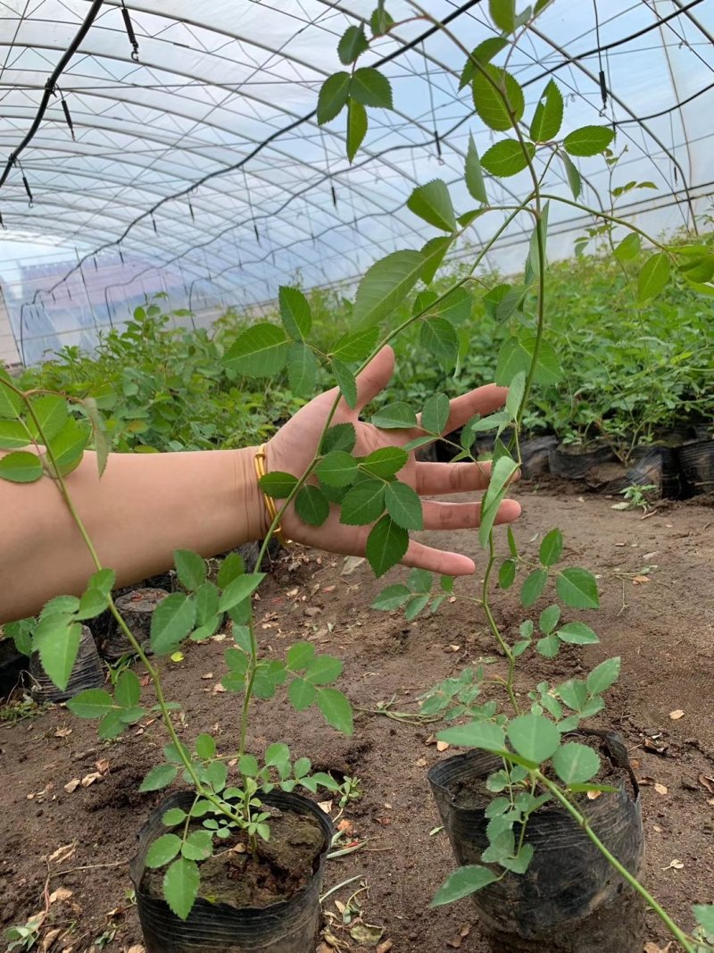 蔷薇花红花耐寒蔷薇粉花蔷薇造型优质花灌木实地看苗