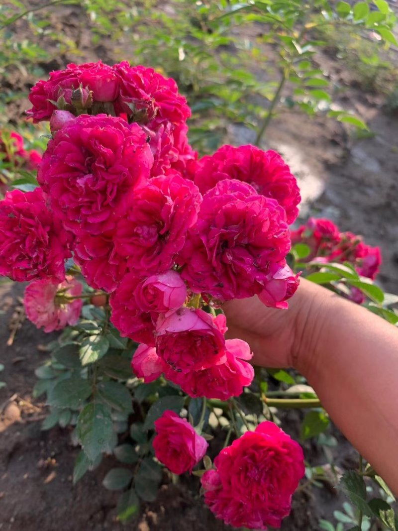 蔷薇花红花耐寒蔷薇粉花蔷薇造型优质花灌木实地看苗