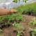 蔷薇花红花耐寒蔷薇粉花蔷薇造型优质花灌木实地看苗
