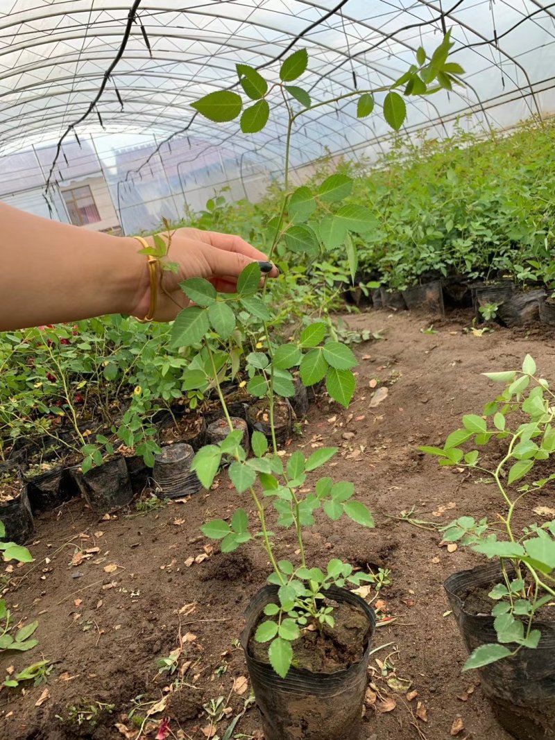 蔷薇花红花耐寒蔷薇粉花蔷薇造型优质花灌木实地看苗
