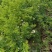 蔷薇花红花耐寒蔷薇粉花蔷薇造型优质花灌木实地看苗