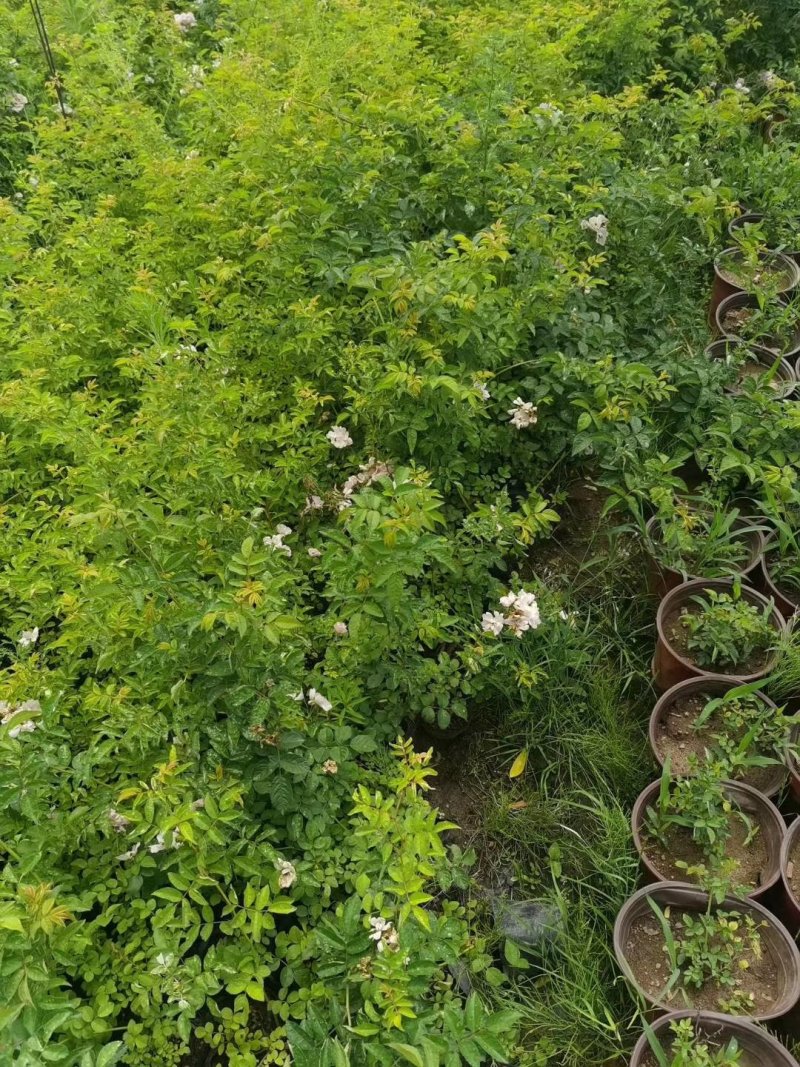 蔷薇花红花耐寒蔷薇粉花蔷薇造型优质花灌木实地看苗