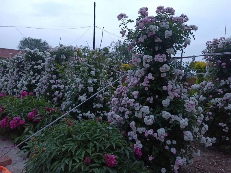 蔷薇花红花耐寒蔷薇粉花蔷薇造型优质花灌木实地看苗