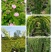 蔷薇花红花耐寒蔷薇粉花蔷薇造型优质花灌木实地看苗