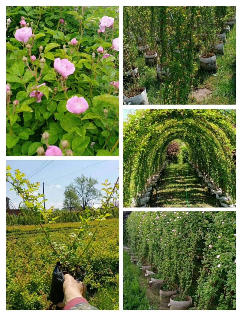 蔷薇花红花耐寒蔷薇粉花蔷薇造型优质花灌木实地看苗