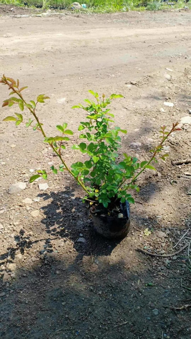 蔷薇花红花耐寒蔷薇粉花蔷薇造型优质花灌木实地看苗
