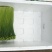 韭菜花规格38cm以下(靓中花)