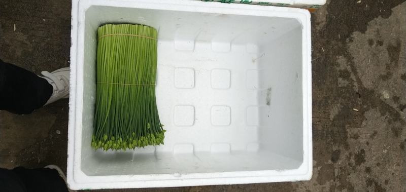 韭菜花规格38cm以下(靓中花)