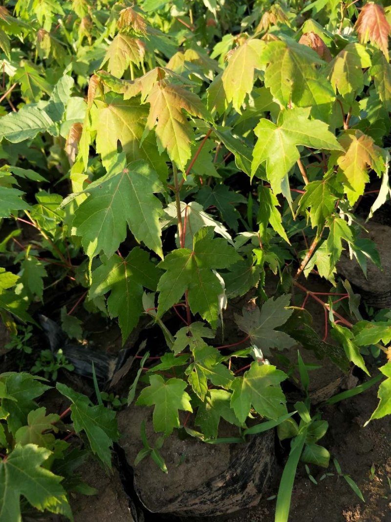 红枫秋火焰容器苗耐寒美国红枫杯苗反季节栽植实地订购