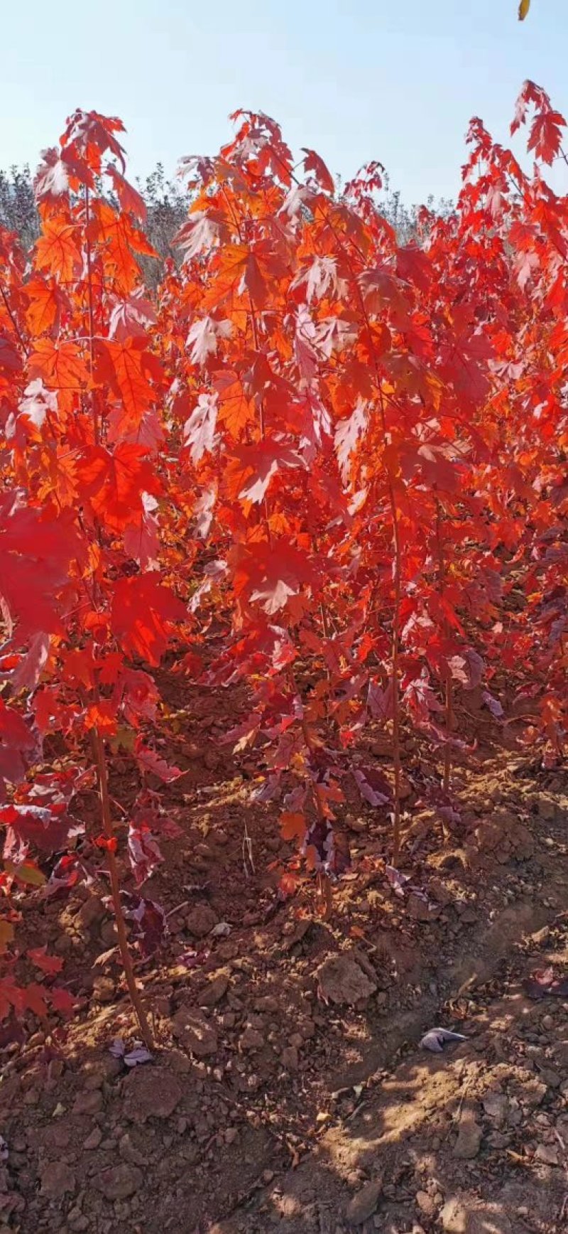红枫秋火焰容器苗耐寒美国红枫杯苗反季节栽植实地订购