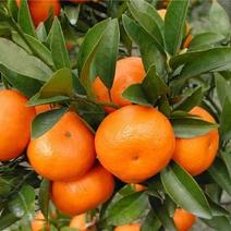 金秋砂糖橘开始预订十月中旬上市产地一手货源