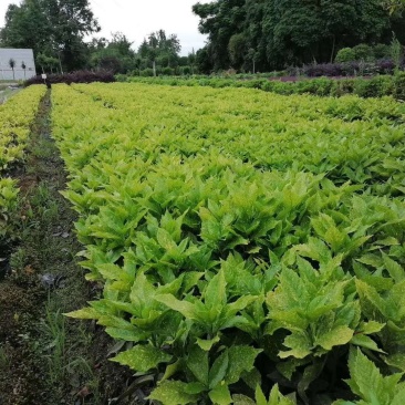基地直销洒金珊瑚杯苗小杯苗量多量大从优欢迎咨询