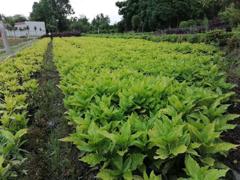 基地直销洒金珊瑚杯苗小杯苗量多量大从优欢迎咨询