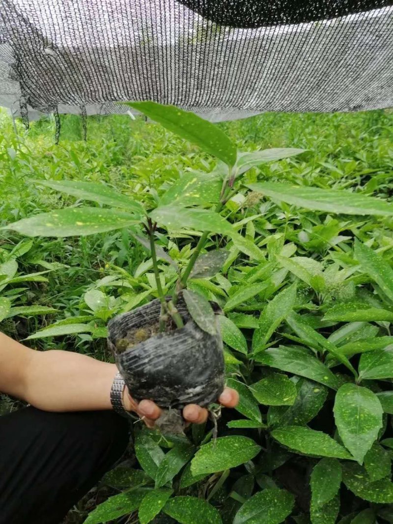 基地直销洒金珊瑚杯苗小杯苗量多量大从优欢迎咨询
