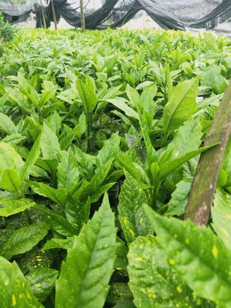 基地直销洒金珊瑚杯苗小杯苗量多量大从优欢迎咨询
