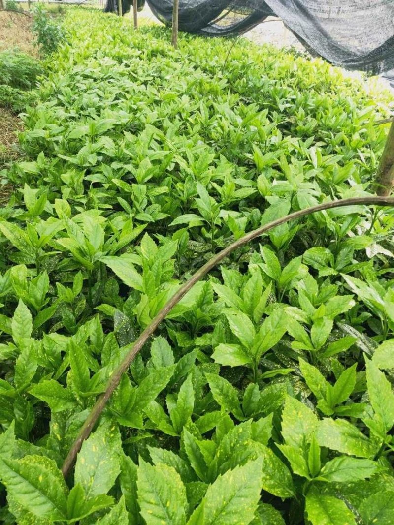 基地直销洒金珊瑚杯苗小杯苗量多量大从优欢迎咨询