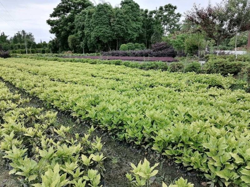 基地直销洒金珊瑚杯苗小杯苗量多量大从优欢迎咨询
