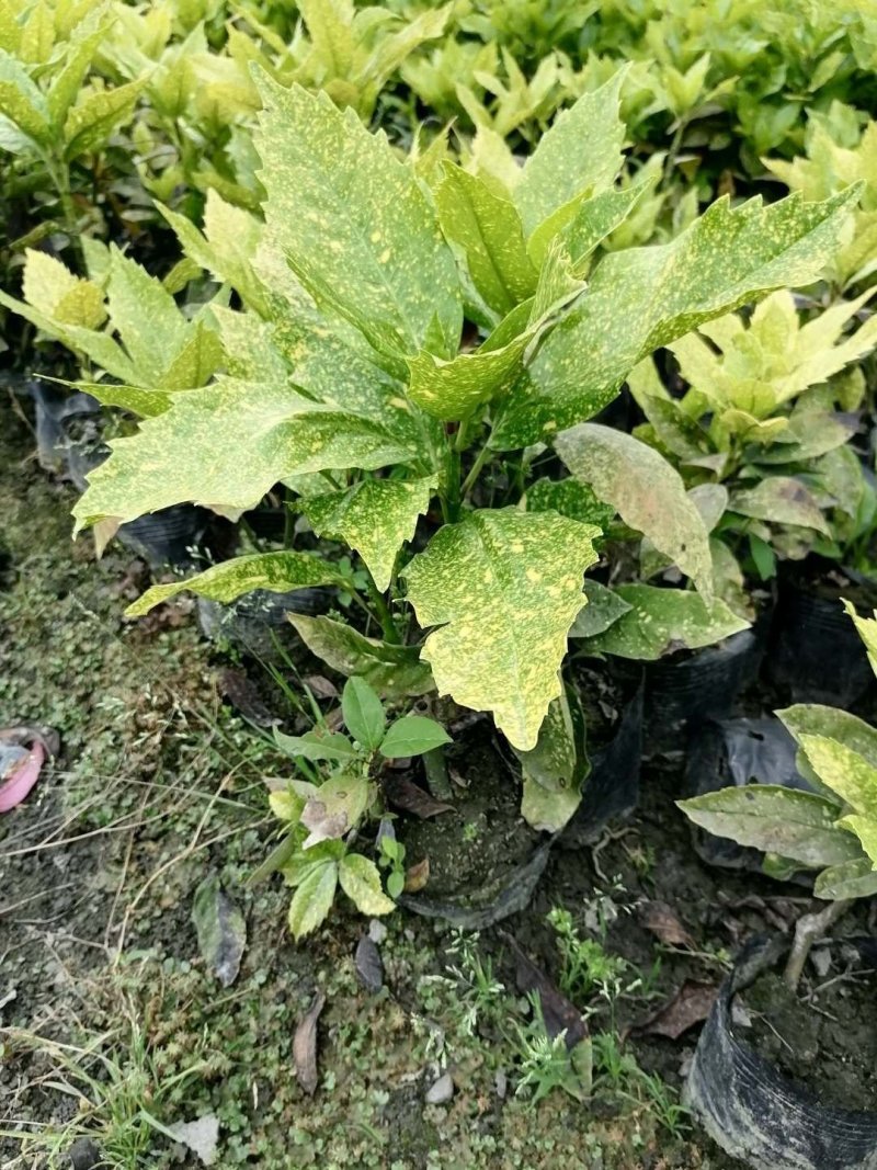 基地直销洒金珊瑚杯苗小杯苗量多量大从优欢迎咨询