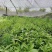 基地直销洒金珊瑚杯苗小杯苗量多量大从优欢迎咨询