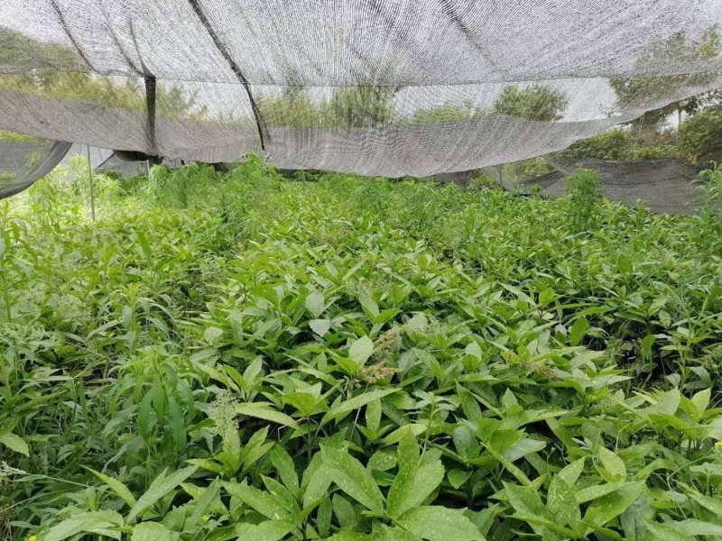 基地直销洒金珊瑚杯苗小杯苗量多量大从优欢迎咨询