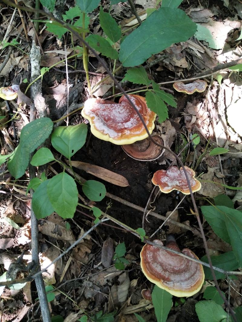 野生灵芝药用灵芝