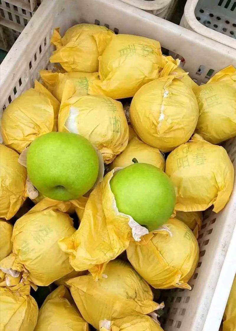优质酥翠一号翠玉梨感密甜诚信经营货发全国