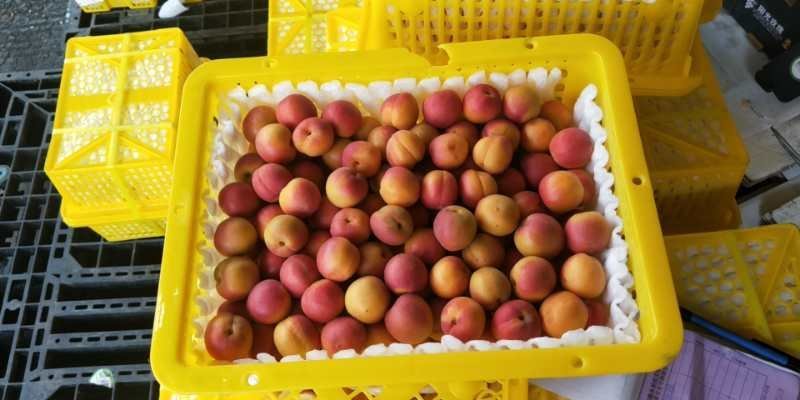【精品】新疆吊干杏产地直销货源充足口感佳欢迎咨询