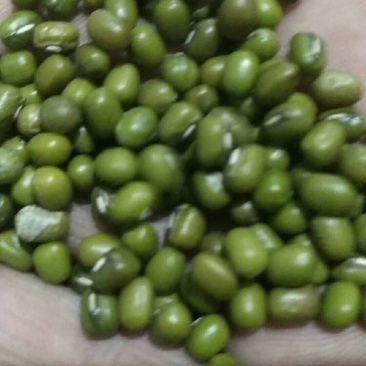辽宁本地绿豆颗粒饱满