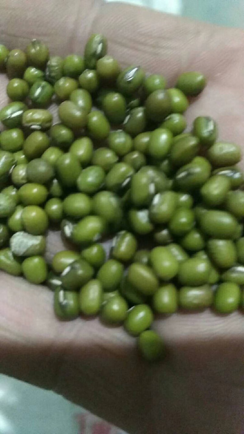 辽宁本地绿豆颗粒饱满