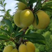 蜂糖李7月5日预售