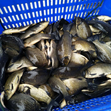 土鲫鱼。黄金鲫，麻鲫。中科三号。欢迎咨询