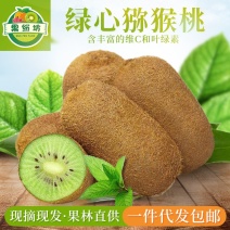 湘西果纷坊精品米良1号猕猴桃通果现摘现发产地直销
