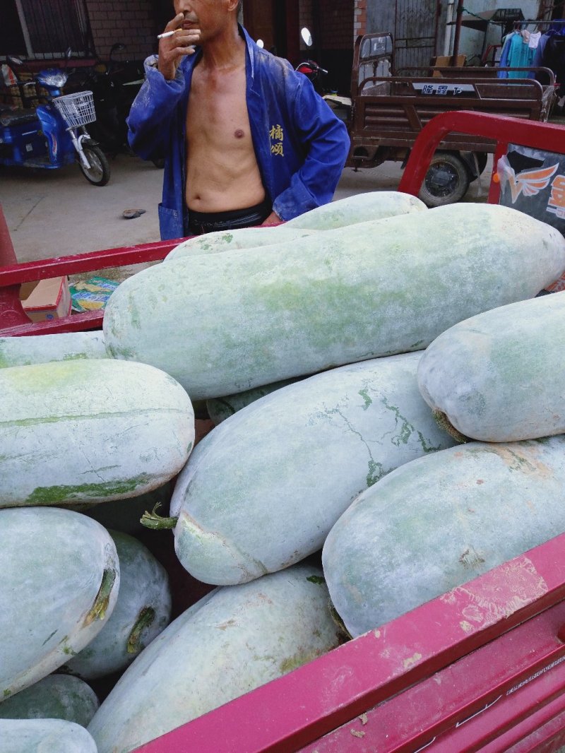 白皮冬瓜大量有货光滑无坑