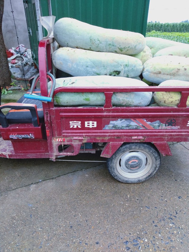 白皮冬瓜大量有货光滑无坑