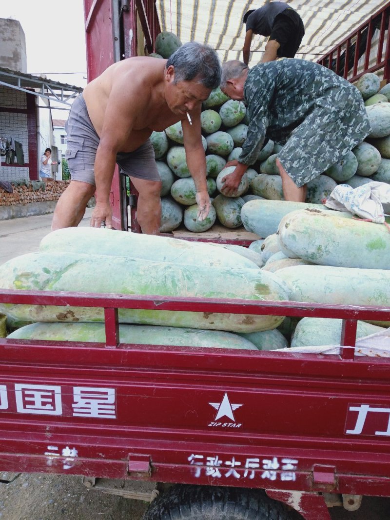 白皮冬瓜大量有货光滑无坑