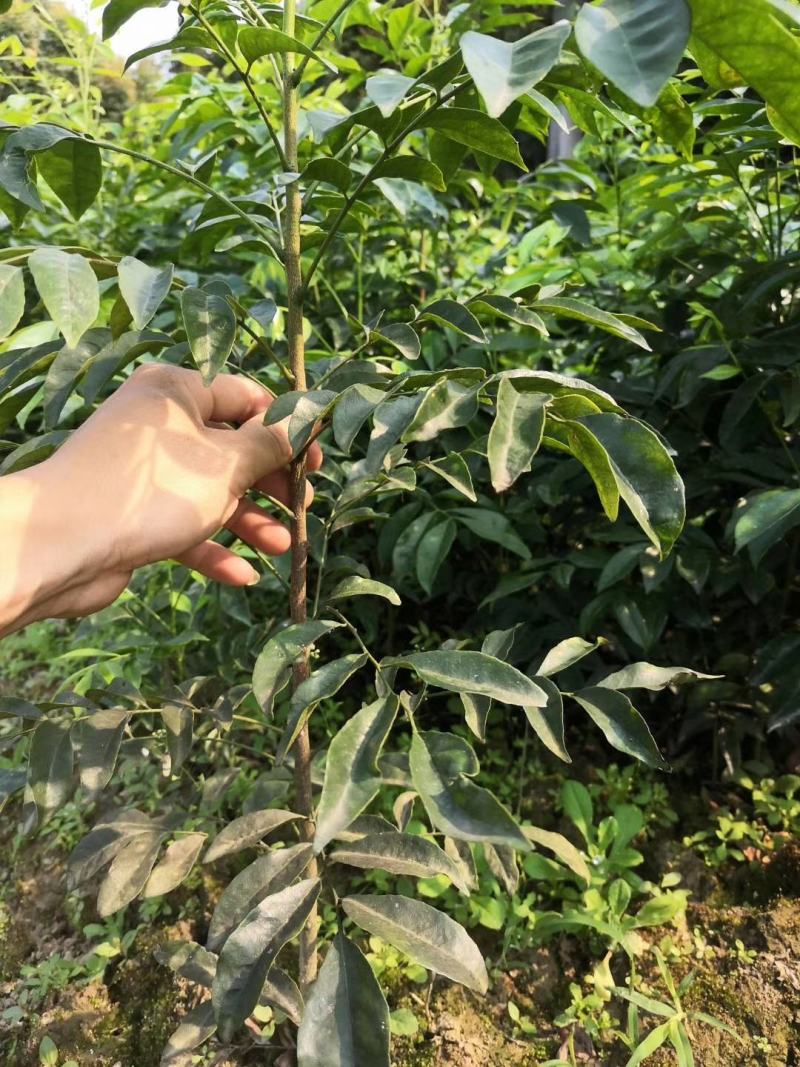 嫁接山黄皮果苗鸡皮果树苗