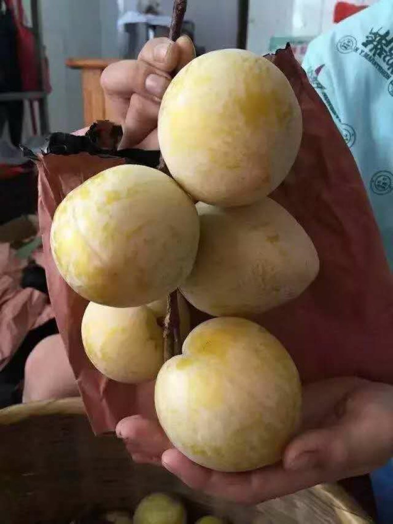 【优质李子】黄金奈李，产地直供，大量上市中