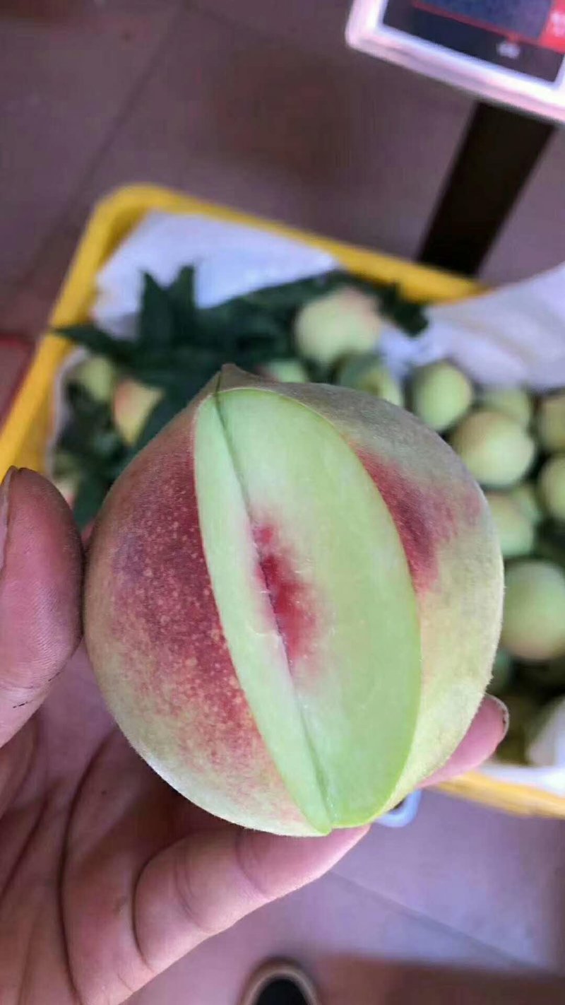 【推荐好货】精选优质鹰嘴桃，大量供应