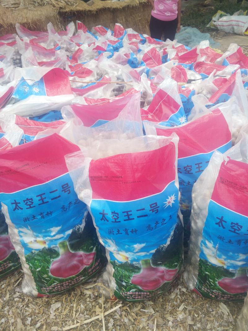 河北大名蒜种蒜黄料高产耐寒优质蒜种，红於土杂交蒜种