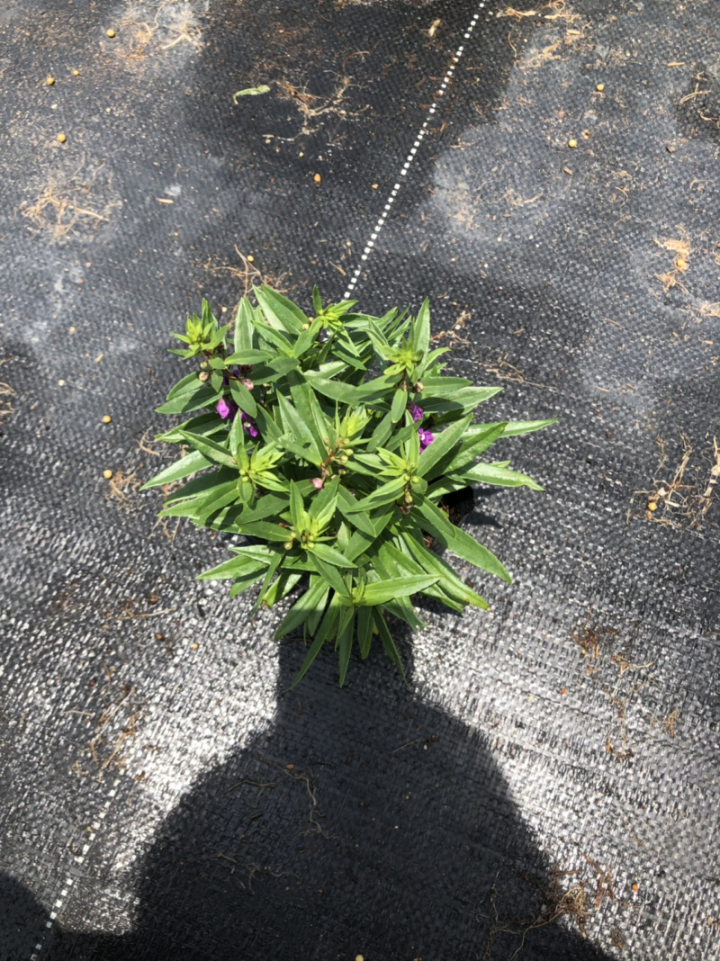 大量泥碳土时花现货供应