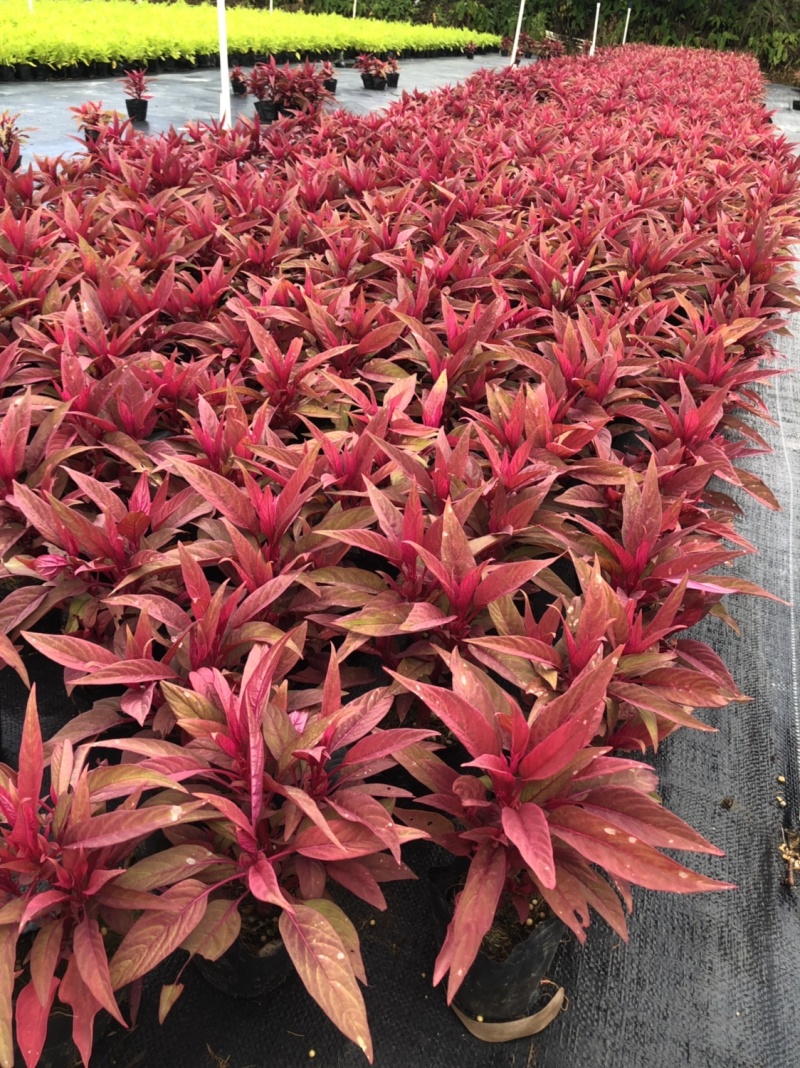 大量泥碳土时花现货供应