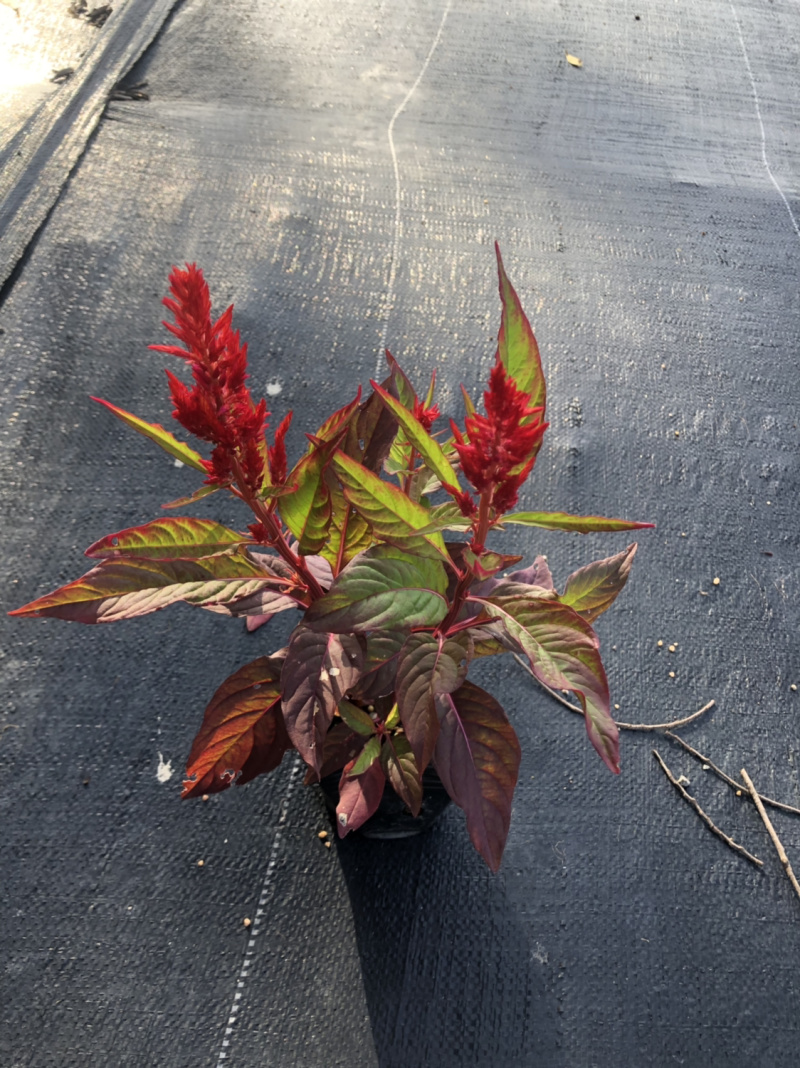 大量泥碳土时花现货供应