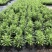 大量泥碳土时花现货供应