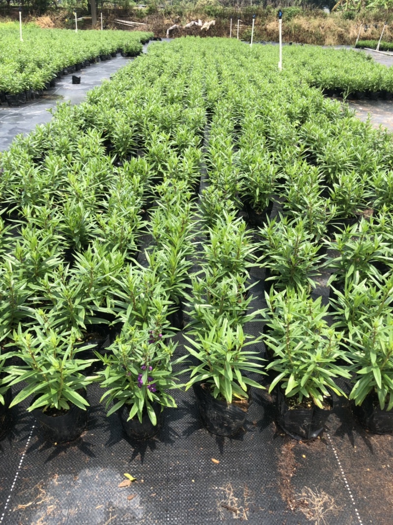 大量泥碳土时花现货供应