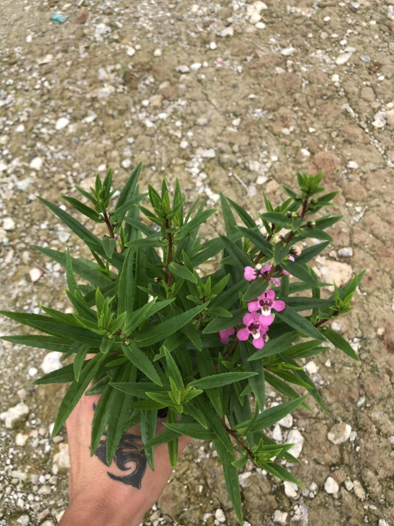 大量泥碳土时花现货供应