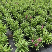 大量泥碳土时花现货供应