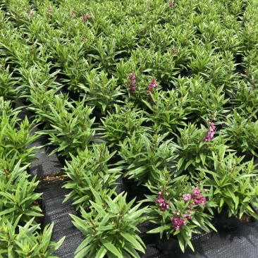 大量泥碳土时花现货供应